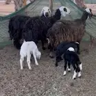 رغايث نجد