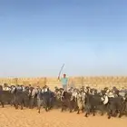 معزا عوارض صنف