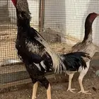 ديك ودجاجة شامو يباني