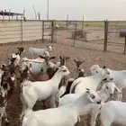 ماعز بلدي