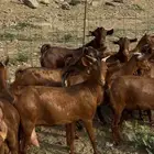 جفار او عنقان معزا دهم 15 ( تم البيع)