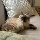 قطه قطوه قطط قطو هملايا