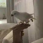 كويكر البينو اليف ومكتلم