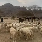 ضان العدد 33 يتبعها 13