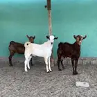 للبيع تيوس محايل. ( تم للبيع)
