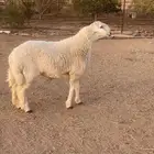 مشروع فحل حري