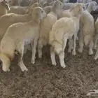 رخال كفو مراح واحد. تم البيع