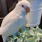 فروخ كويكر غر