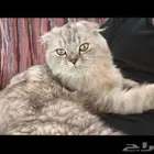 ذكر وانثى للتبني