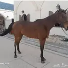 حصان مدرسه ثروبرد ركوب متعلم قفز