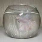 اسماك فايتر