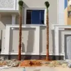 نخل زينه واشنطني امريكي