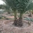 يوجد لدينا جميع انواع النخيل