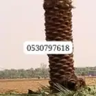 تنضيف النخيل