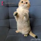 سكوتيش بريتيش جولد ابسولو (نوادر) LeBrad Cattery