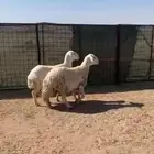 شياه حيل مغلقه سنون قرح