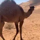حشو