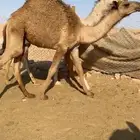 تم البيع العدد 2 قعدان طايشه شحم