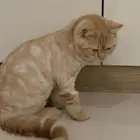 قط قطو مفقود معقم وشعره محلوق