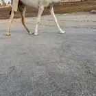 قعود اوضح