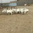 26 من المعزا ريمات كفو تم البيع