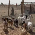 تيوس قزمي