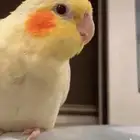 كوكتيل مفقود حي بدر