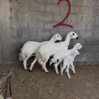 ضان وليد للبيع