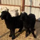 خروف ورخل