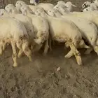 خرفان او طليان حريات مناسبات سمان 19 ( تم البيع)