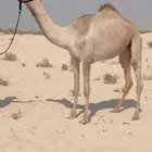 بكره حقه طيبه ( هجن )