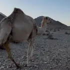 ناقه ناقة حرة بنت حبيب حق فلاح القحة زيزوم حق عيال عمي بدري