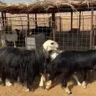 نجد طيبه ومقنوي وتصلح ذبايح وعيالها ذبايح