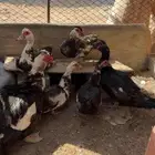 للبيع بط مصري ذكرين وناثي  5 اناثي وبيع تفريد