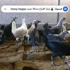 فروخ   دجاج   بلدي