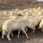 حرش فاخره وجبره ومراح