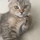 للبيع