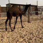 حوار البيع الرباع يوجد توصيل الي حد البيت والمطابخ
