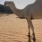 بعير اوضح