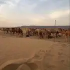 نياق لقحات للبيع عسفان