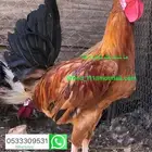 ديوك عربي 23 ديك عنيزة  .