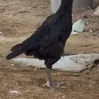 دجاجه شامو الاماني بطاله