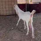 عنز برصا