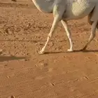 بكره. حقه