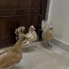دجاج عربي