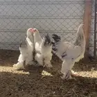 طقم براهما مستوى كولمبي ( لون مميز )