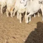 رخال حريه حرش