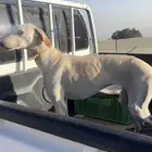 مفقوده الله يكرمكم كلب سلق