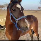 فرس
