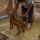 تيس لباني محايلي